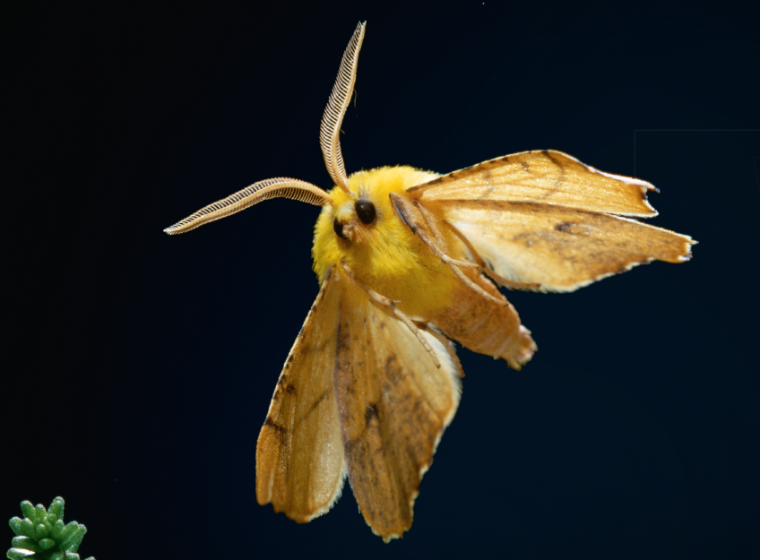 Revue Salamandre les papillons de la nuit