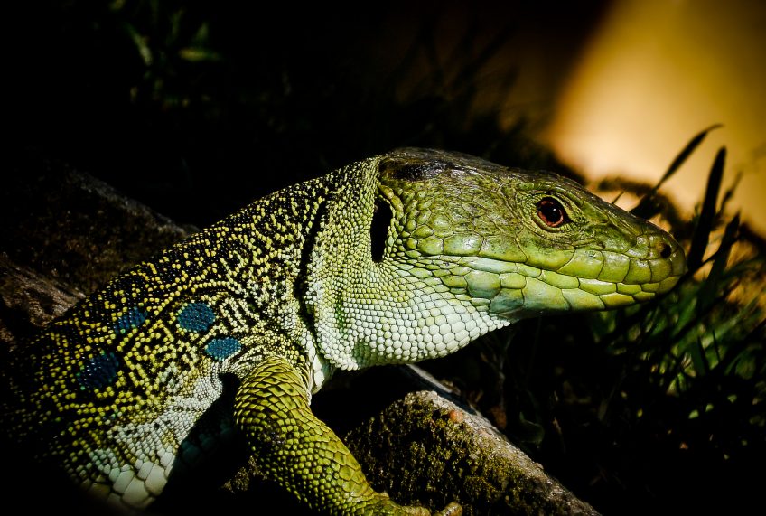 Lézard ocellé