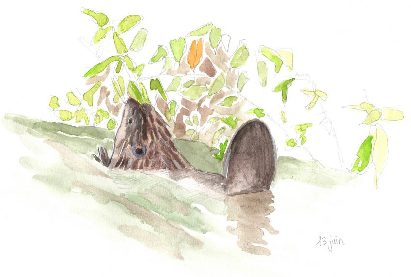 Castor comme voisin La Salamandre