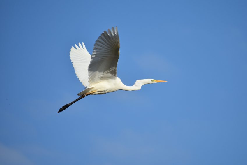 Grande aigrette ou aigrette garzette ?