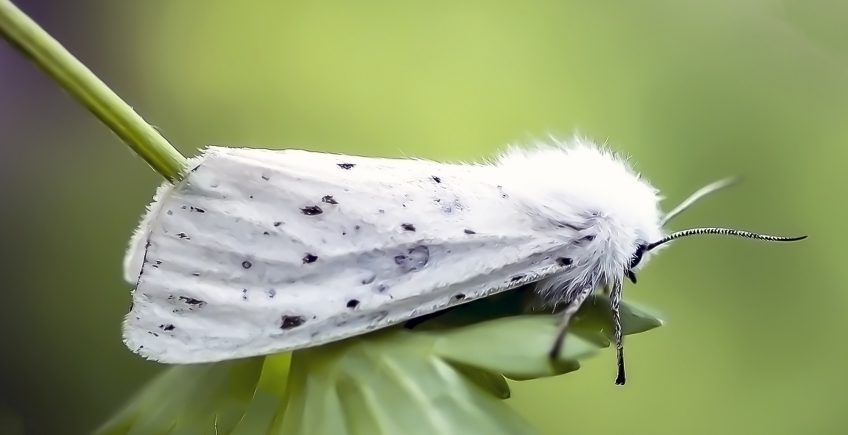 Papillon de nuit