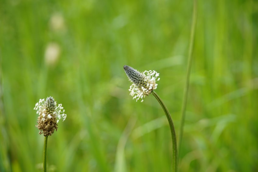 Le plantain, une plante comestible et médicinale