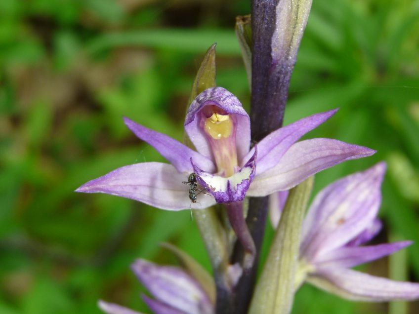 Limodore orchdiée parasite