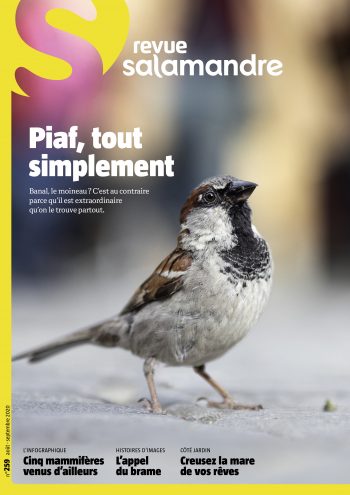 Couverture de La Salamandre n°259