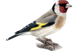 Chardonneret élégant / © Lorenzo dotti