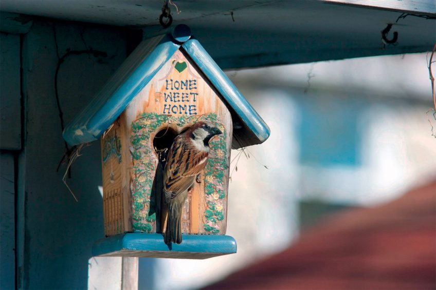 Offrez un logis de rêve aux moineaux dans votre jardin