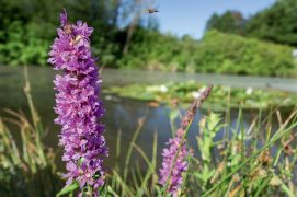La salicaire commune est très répandue à proximité des cours d’eau. / © AdobeStock