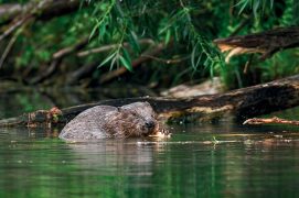 Le castor construit un terrier 
accessible par un tunnel sous l’eau. / © AdobeStock