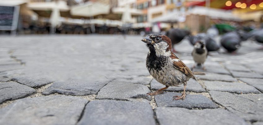 Moineau domestique