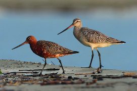 Les barges rousses, des migrateurs au long cours qui font escale sur l’île aux Oiseaux. / © Dinah Saluz