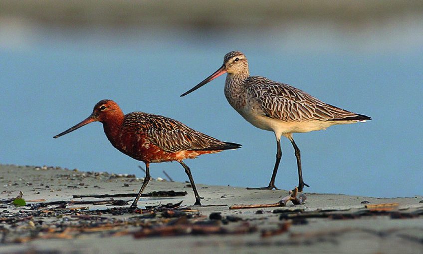 Les barges rousses, des migrateurs au long cours qui font escale sur l’île aux Oiseaux. Balade naturaliste le long de la Venoge, de mares en île barges rousses