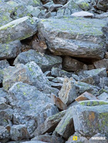 Le-lievre-invisible-E8-1