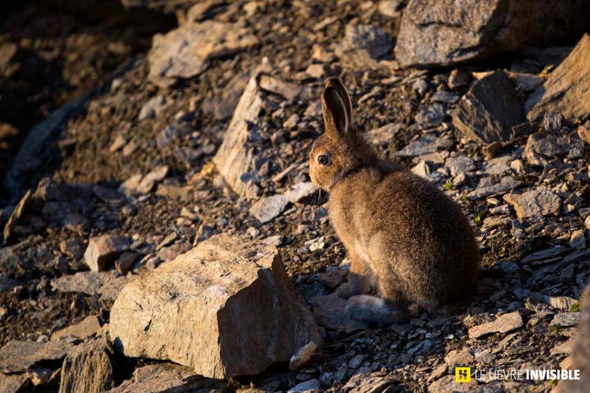 Le-lievre-invisible-E8-2