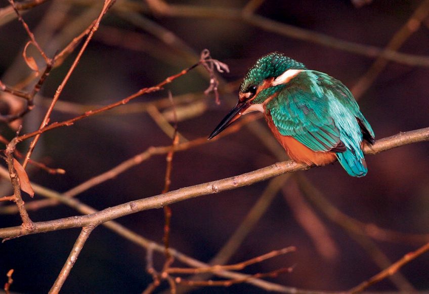 Sur son perchoir, le martin-pêcheur scrute la rivière en attendant qu’une proie passe par là. Balade naturaliste le long de la Venoge, de mares en île Martin-pecheur