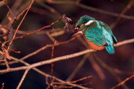 Sur son perchoir, le martin-pêcheur scrute la
rivière en attendant qu’une proie passe par là. / © Lionel Maumary