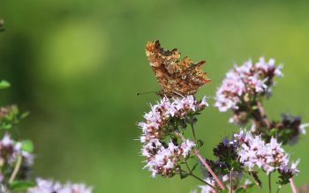 Papillon Robert-le-Diable sur origan Papillon Robert-le-Diable sur origan