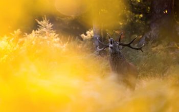 Cerf élaphe mâle
Ardenne belge, le 10 septembre 2018 à 8 h 42. Cerf élaphe mâle
Ardenne belge, le 10 septembre 2018 à 8 h 42.