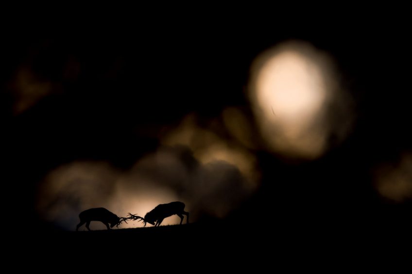 Combat entre deux cerfs