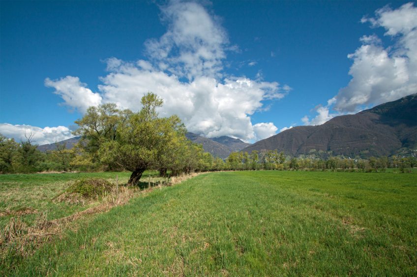 Habitat du Moineau cisalpin