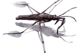 gerris / © Feldrik Rivat