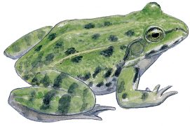 grenouille verte / © Jean Chevallier
