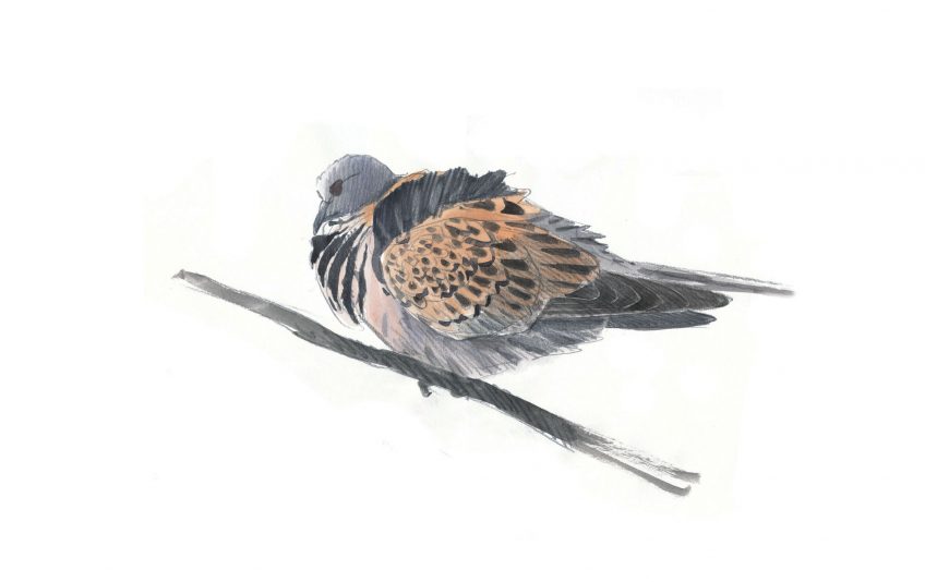 Plaidoyer pour l'arrêt de la chasse à la tourterelle des bois