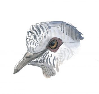 Plaidoyer pour l'arrêt de la chasse à la tourterelle des bois