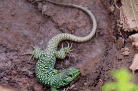 Jeune lézard ocellé, un reptile typiquement 
méditerranéen. / © Benoît Demarle 
