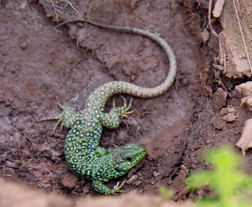 Jeune lézard ocellé, un reptile typiquement
méditerranéen.