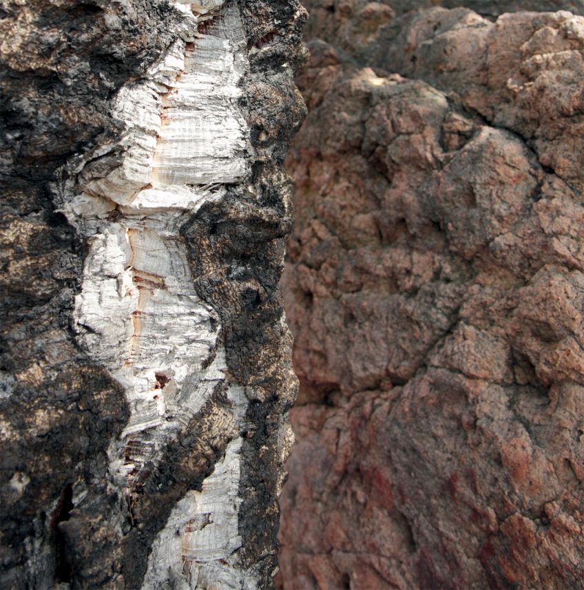 Le liège du chêne (à gauche) et la rhyolite, une roche volcanique. .