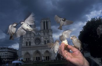 Le parvis de Notre-Dame aurait vu ses derniers moineaux vers 2017 alors qu’en 2013, une bande d’environ 150 oiseaux animait encore les lieux. 