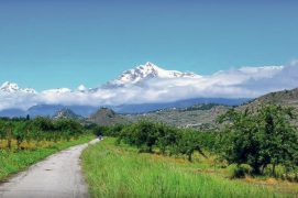 Les vergers du Valais central abritent jusqu’à
20 territoires de moineaux friquets par km2. / © Milene Cabete