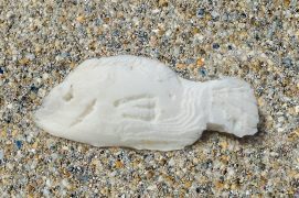 Rapidement, un petit poisson prend forme.