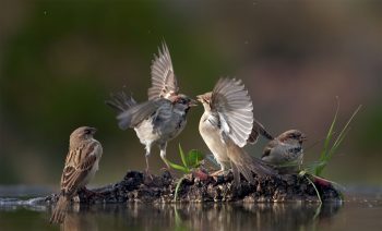 L’oiseau par excellence
En l’appelant piaf, on l’assimile à tous ses cousins volatiles. Avec son nom scientifique Passer, il est à l’origine de l’immense ordre des passereaux. Le moineau est un peu comme le modèle original.   
