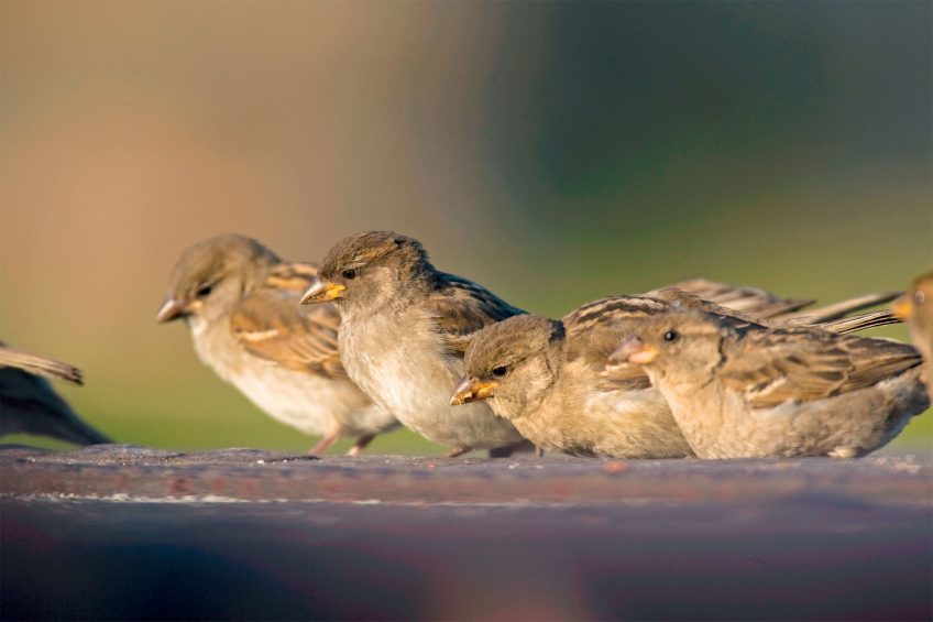 9 comportements importants de la vie d'un moineau
