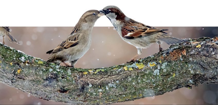 9 comportements importants de la vie d'un moineau