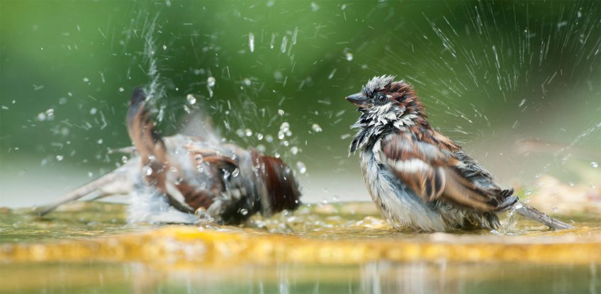 9 comportements importants de la vie d'un moineau