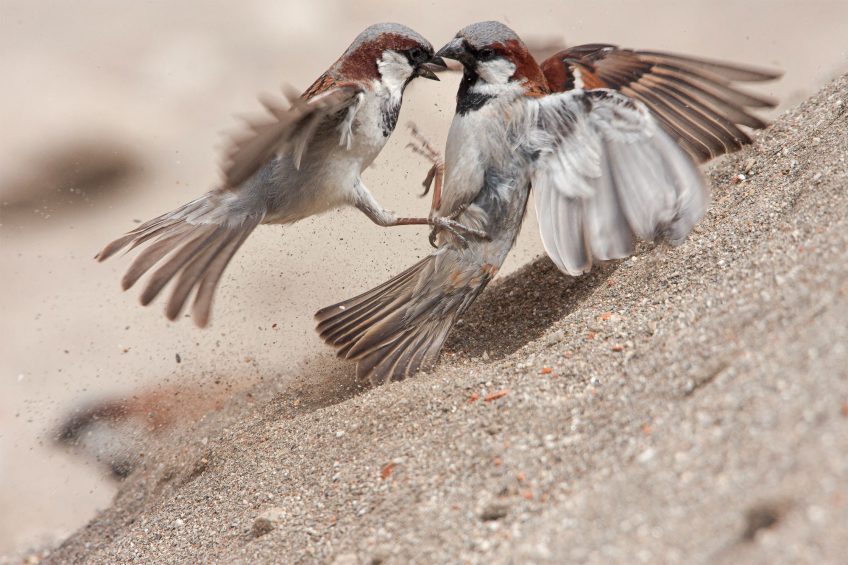 9 comportements importants de la vie d'un moineau