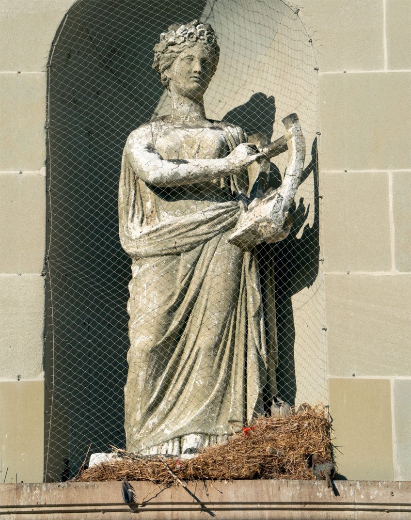 9 comportements importants de la vie d'un moineau