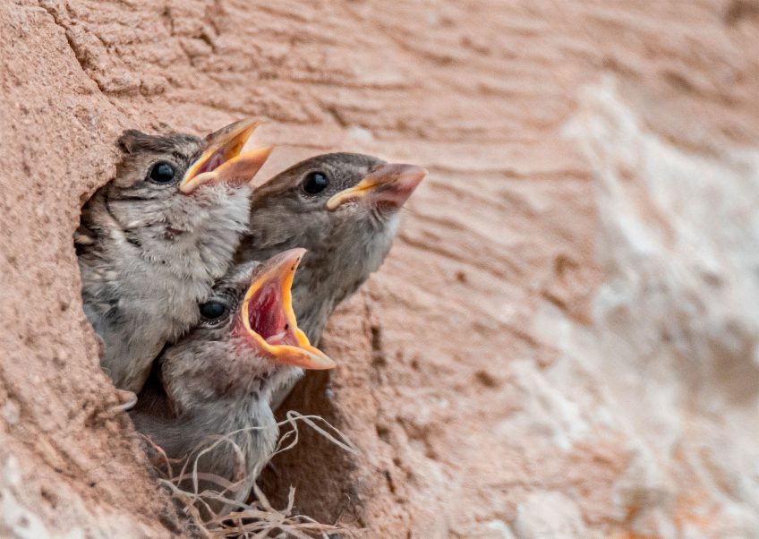 9 comportements importants de la vie d'un moineau