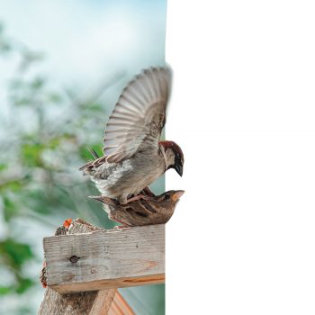 9 comportements importants de la vie d'un moineau