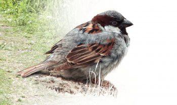 Moineau de Bactriane