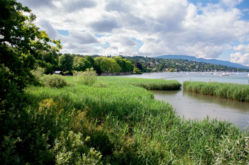 A Genêve, la réserve naturelle de la Pointe à la Bise revit