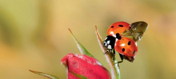 Quel âge a cette coccinelle ? Vous ne trouverez pas la réponse sur cette photo !