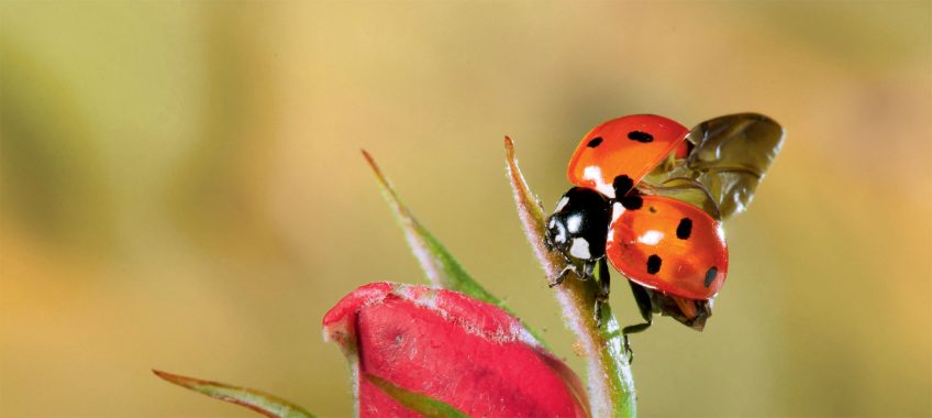 Pourquoi les coccinelles ont-elles des points ?