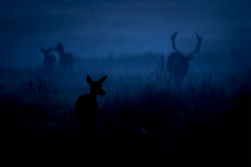 Rencontre dans la brume