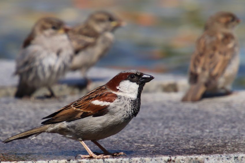 Le moineau domestique est-il en danger de disparition ?