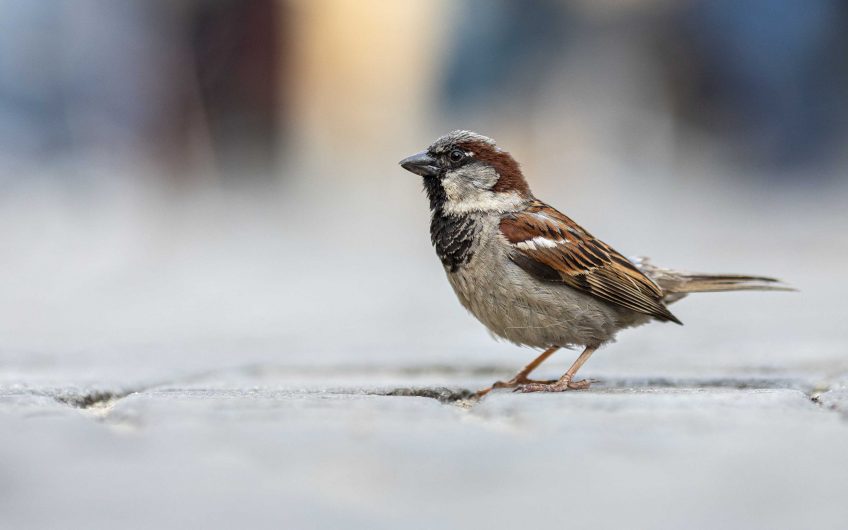 Moineau, piaf tout simplement Revue Salamandre 259