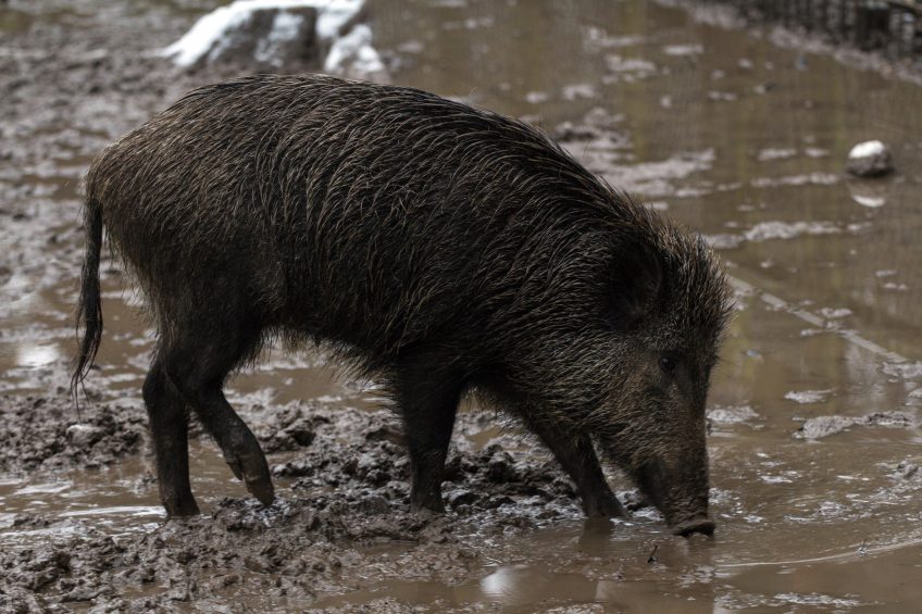Pourquoi les animaux prennent-ils des bains de boue ?