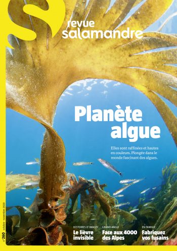 Couverture de La Salamandre n°260